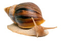 Lissachatina immaculata panthera Madagascar adult